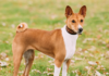 Basenji Dog Breed: The Barkless African Hound
